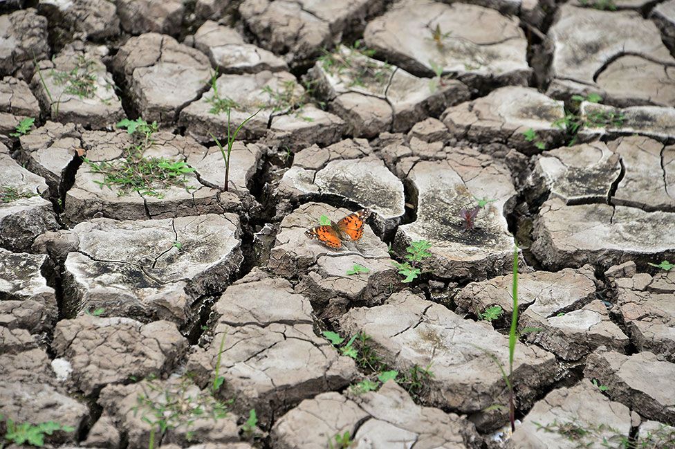 A butterfly at the drought-affected Los Laureles reservoir, in Tegucigalpa, Honduras, on Earth Day ,22 April 2022
